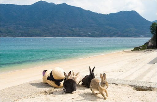 Okunoshima isla de conejos